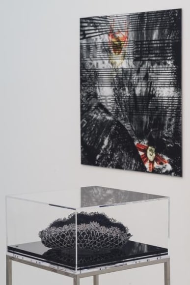 Ana Maria Tavares, Euryale Amazonica, Installation view, 2014.