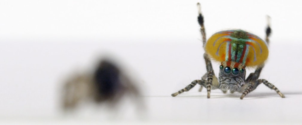 Maria Fernanda Cardoso,&nbsp;On the Origins of Art II,&nbsp;(Edition of 3 + 2AP), 2016, Single channel HD video, hyper realistic sound with tactile dimension, Video: 6:54 min