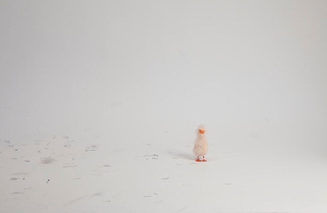 Liliana Porter, Wind, 2011. Duraflex print, 34 in. x 51 in.