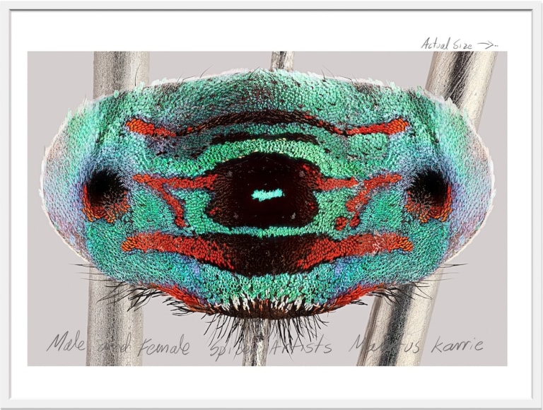 Mar&iacute;a Fernanda Cardoso, Actual Size VI, [Maratus karrie], 2021. Pigment print on premium photo paper 300 gr. mounted on Dibond,&nbsp;62 x 82 1/2 x 2 in. (157.5 x 209.6 x 5.1 cm.)