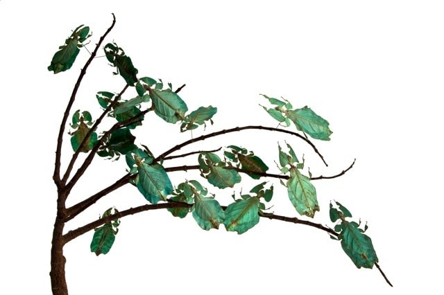 Maria Fernanda Cardoso, Green leaves, Edition 2/3, 2010.  Archival pigment print on 300g watercolor paper, 15 3/4 x 23 5/8 in.