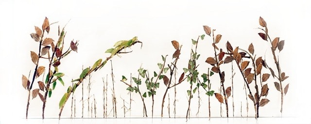 Maria Fernanda Cardoso, Garden of insect, Ed. 2/3, 2010.  Archival print on 350g cotton rag, 8 11/16 x 21 11/16 in.