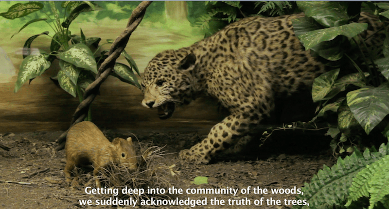 Adriana Bustos, Paisajes del alma, Video