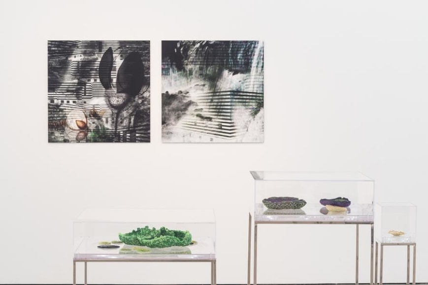 Ana Maria Tavares, Euryale Amazonica, Installation view, 2014.