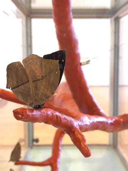 Maria Fernanda Cardoso + Marie Orensanz