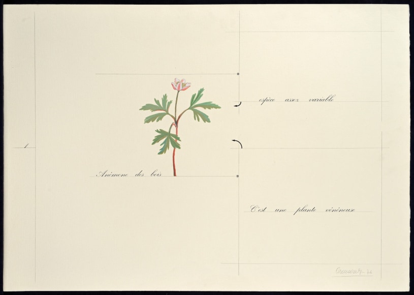 Marie Orensanz, An&eacute;mona des bois, 1976. Drawing, mixed media on paper, 19 5/8 x 27 1/2 in. (50 x 70 cm.)