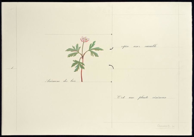 Marie Orensanz, an&eacute;mona des bois, 1976. Acrylic and mixed media, 19 11/16 in. x 27 9/16 in.