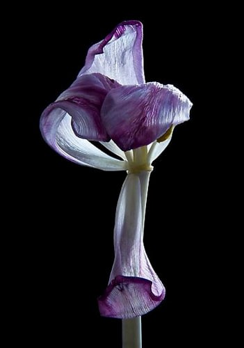 Hortus Nocturnum: 2010 - 2014