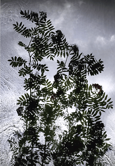  Susan Derges, 	Rowan Cloud, 2012