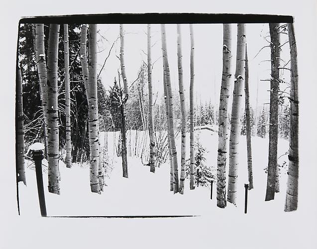 Trees, Aspen.