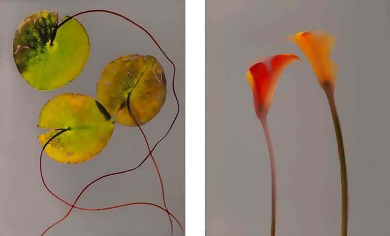 Adam Fuss, Untitled (1993) and Untitled (1994)
