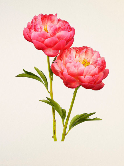Kenji Toma, Peony (Raspberry Charm), 2015