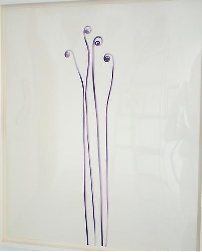 Adam Fuss. Fiddlehead Fern.  1995.