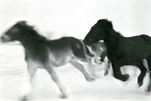 Horses  #1, 2005-2006