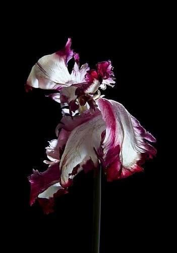 Hortus Nocturnum: 2010 - 2014