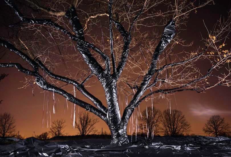  David Soffa, 	Picturing the Read #5 (Tree), 2014