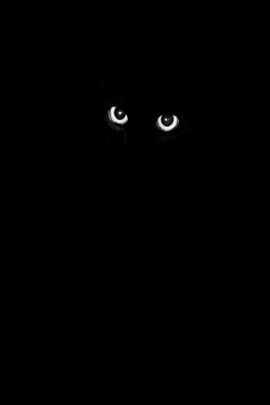 Paul Cupido, Cat, 2019 