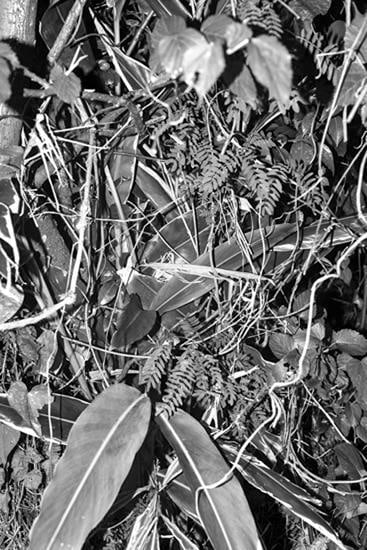  Bryson Rand, 	Untitled (Okinawa), 2015