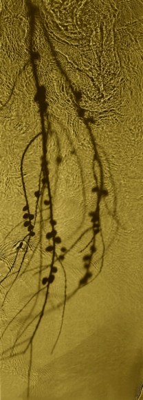 Susan Derges, The Streens Alder (Gold), 2020
