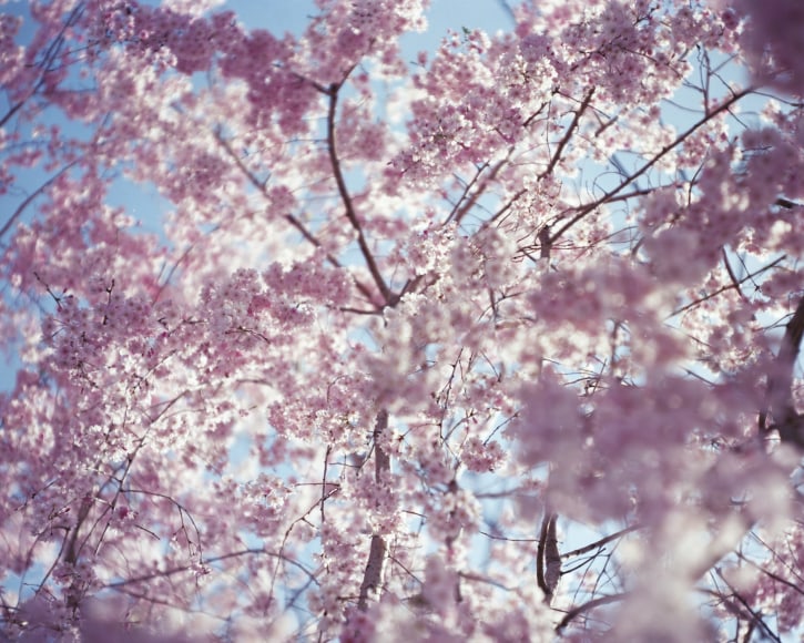 From the series "Sakura", <13,4-33>, 2013