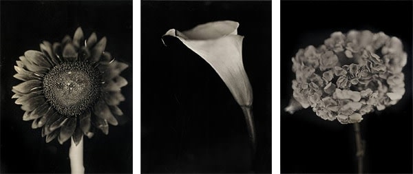 Chuck Close. Set of 3 Flowers.  2007.