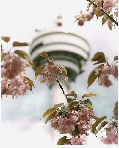Christophe Maout. From the series "Printemps".  2006.   29.5" x 23.5"