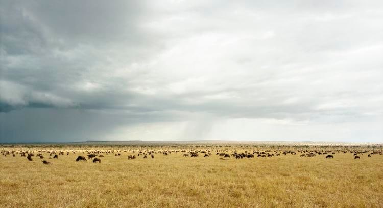 Masai Mara I, From the series Horizons, 2009, 	12 x 22" C-Print