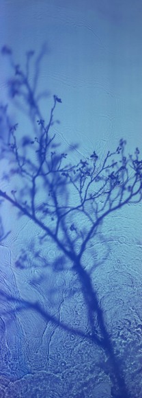 Susan Derges, River Taw Willow, 2019 
