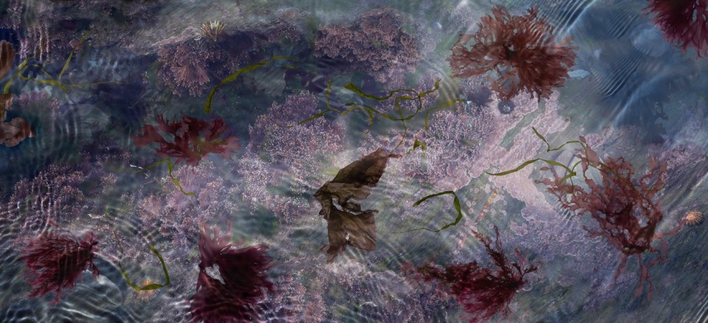 SUSAN DERGES, Tide Pool 37, 2015.      