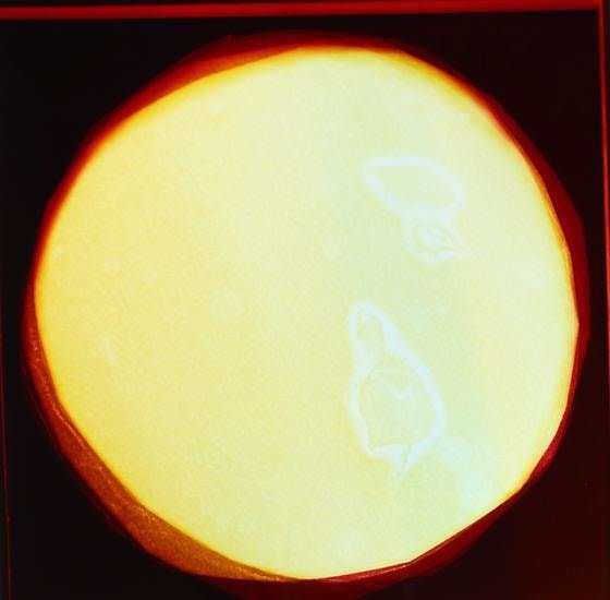 Blush Moons (Lila), 2016, 	Analog Chromogenic Photo, Unique