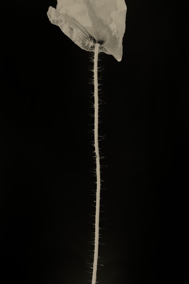 Paul Cupido, Rose to Mirjam, 2019