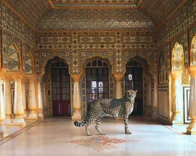 The Return of the Hunter. Jaipur Palace. Jaipur.