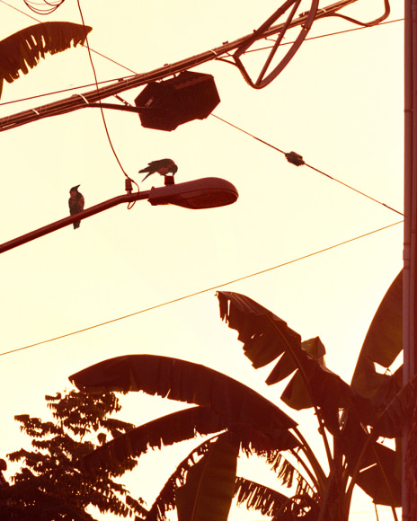 Matthew Porter, Two Birds, 2020