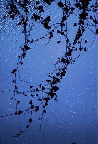 Star Field Ivy. 2012, 	Digital C-Type Print. 24 x 12.5"