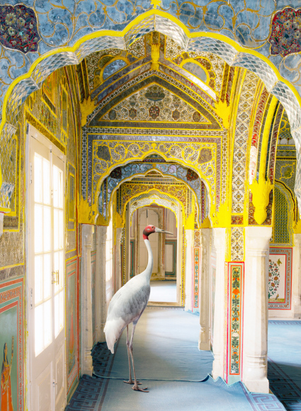 Karen Knorr, A Steadfast Friend, Zanana, Samode Palace, 2022