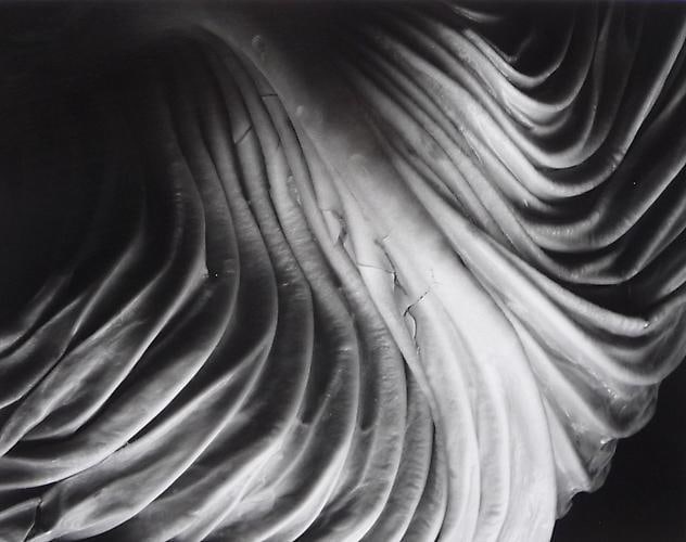 Cabbage Leaf, 1931.