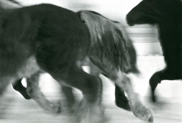 Horses  #2, 2005-2006
