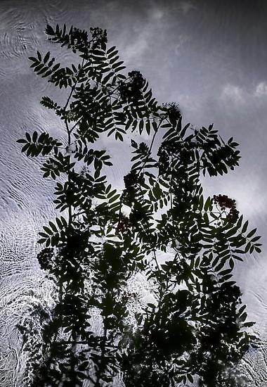 Rowan Cloud, 2012, 	48" x 33" 
