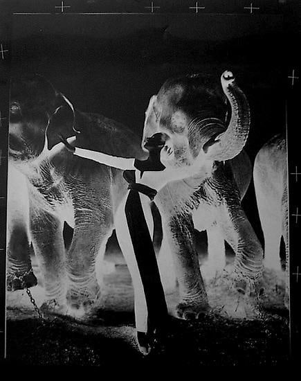 RICHARD AVEDON