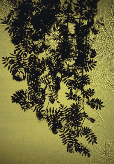  Susan Derges, 	Rowan Brook, 2012