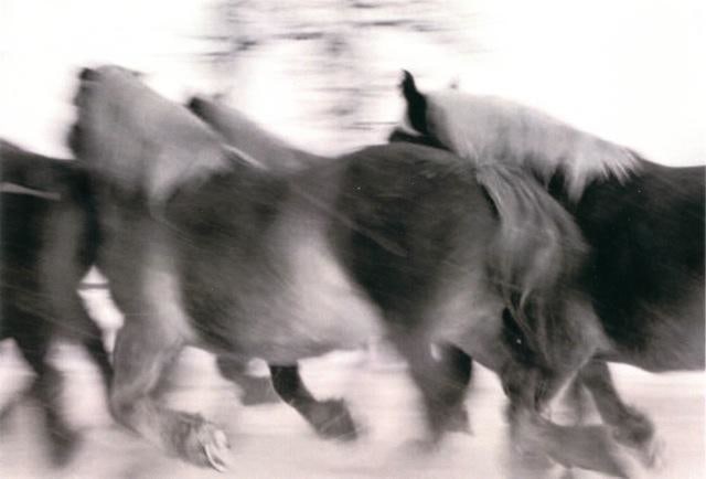 Horses  #3, 2005-2006