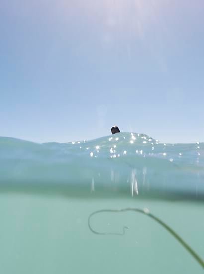 Eel Grass, 2009, 	24 x 18 inch pigment print