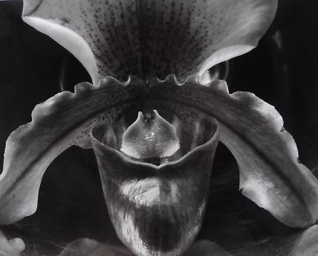Orchid, 1931.