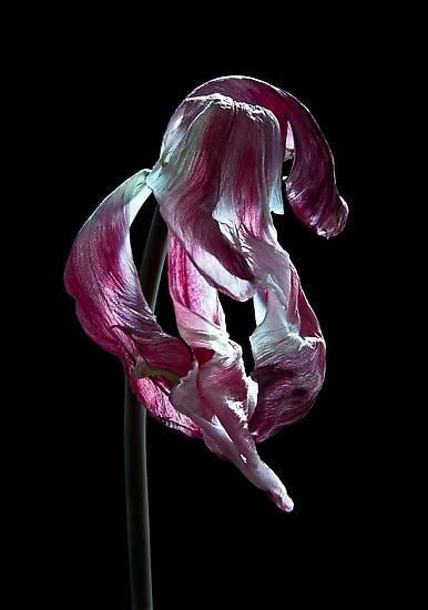 Hortus Nocturnum: 2010 - 2014