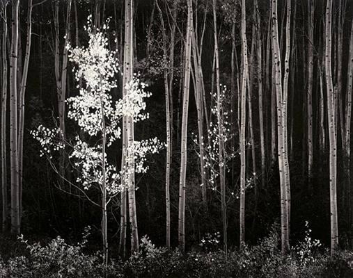 Ansel Adams, 	Aspens. Northern New Mexico. 1958