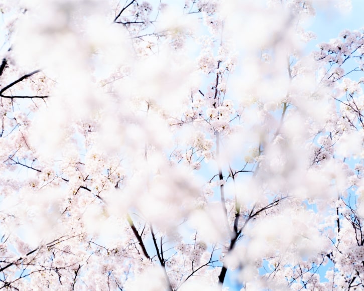 From the series Sakura, 07,4-56, 2007