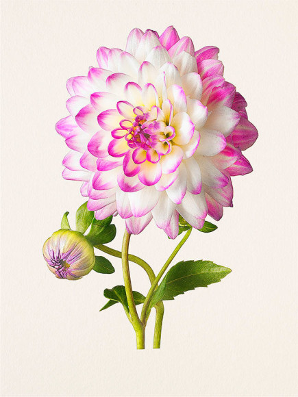 Kenji Toma, Dahlia (Victoria Ann), 2011
