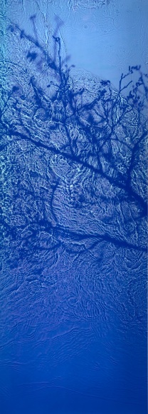 The Steens Alder, 2020, 67 x 24 inch fujicolor crystal archive print