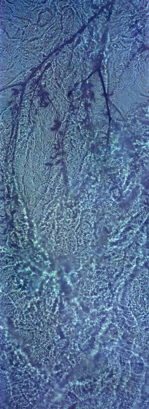 River Taw Willow 2, 2020, 67 x 24 inch fujicolor crystal archive print