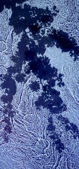 Susan Derges, River Taw Hawthorn, 2020